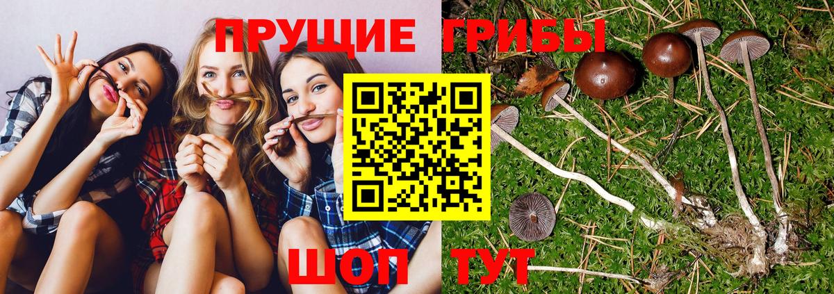 Галлюциногенные грибы Psilocybe Мценск